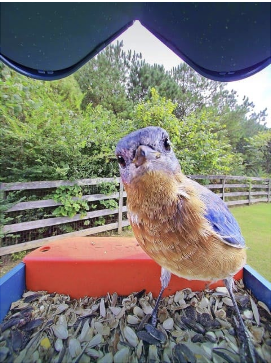 Close-up of a bluebird captured by the NestCam feeder camera